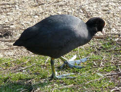 Image of Common Coot