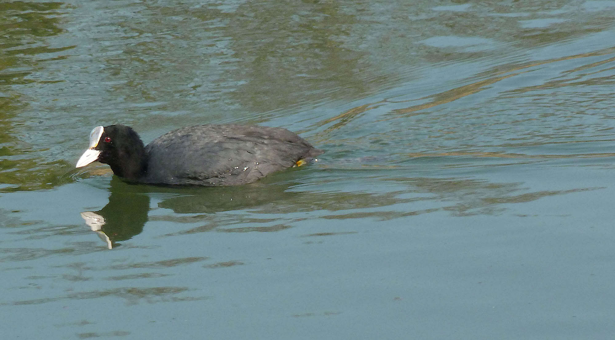 Image of Common Coot