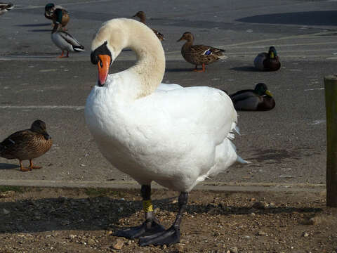 Image of Mute Swan