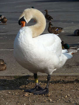 Image of Mute Swan