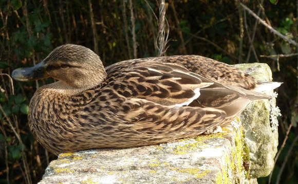 Image de Anas platyrhynchos platyrhynchos Linnaeus 1758