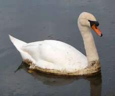 Image of Mute Swan