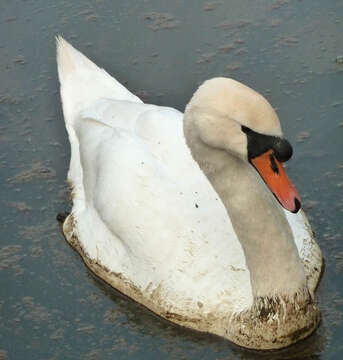 Image of Mute Swan