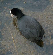 Image of Common Coot