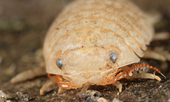 Image of Sphaeroma serratum (J. C. Fabricius 1787)