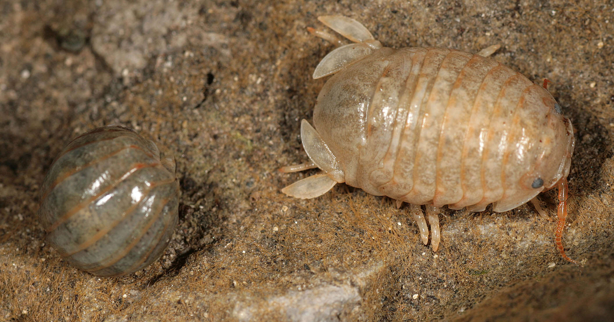 Image of Sphaeroma serratum (J. C. Fabricius 1787)