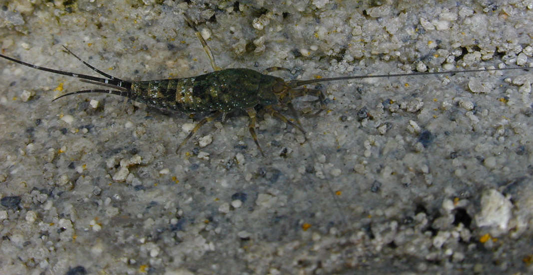 Image of Petrobius brevistylis Carpenter 1913