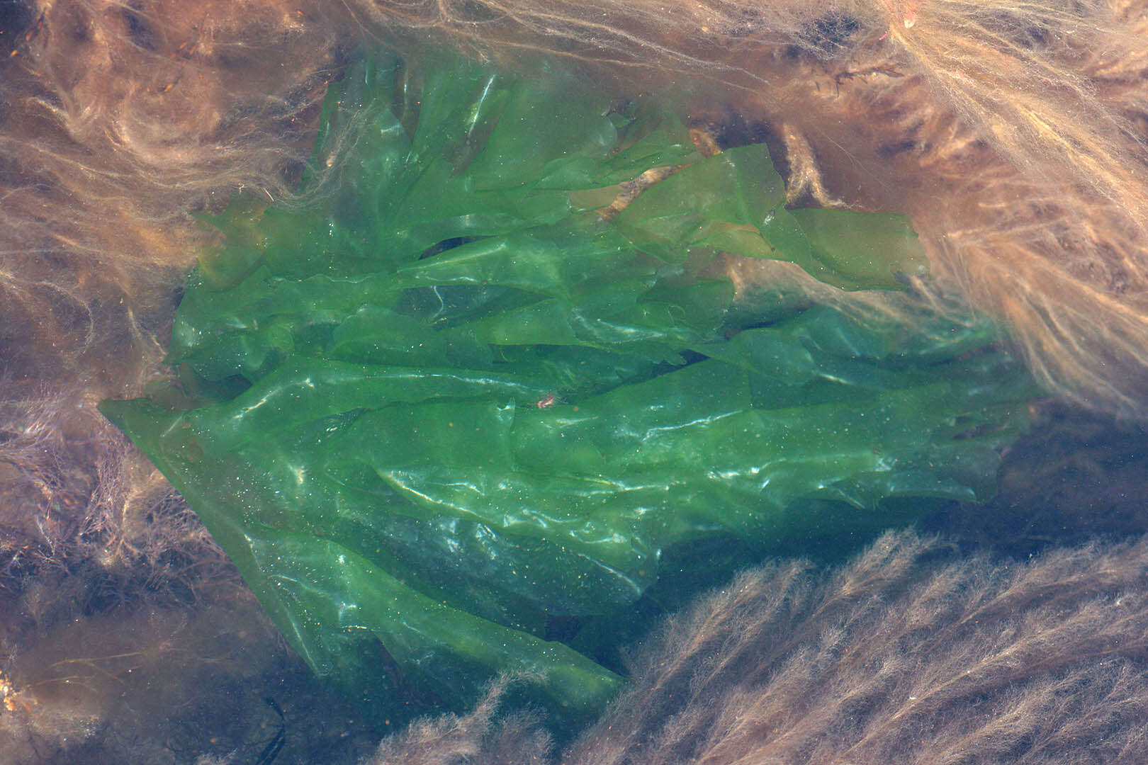 Image of Ulva fenestrata