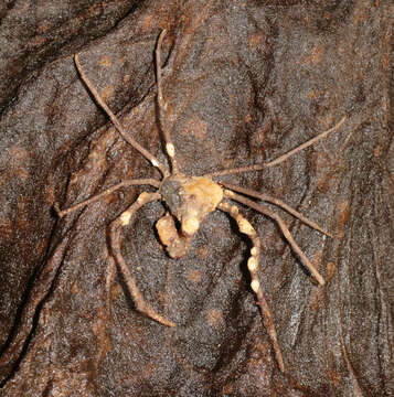 Image of Leach's spider crab