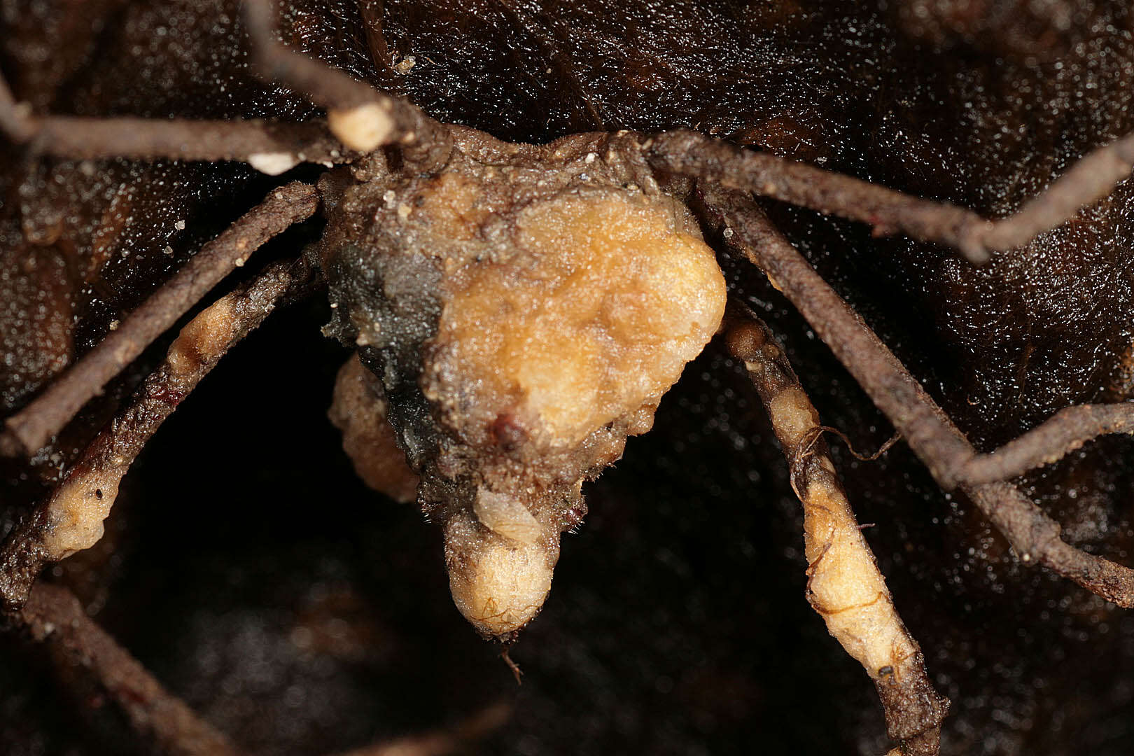 Image of Leach's spider crab