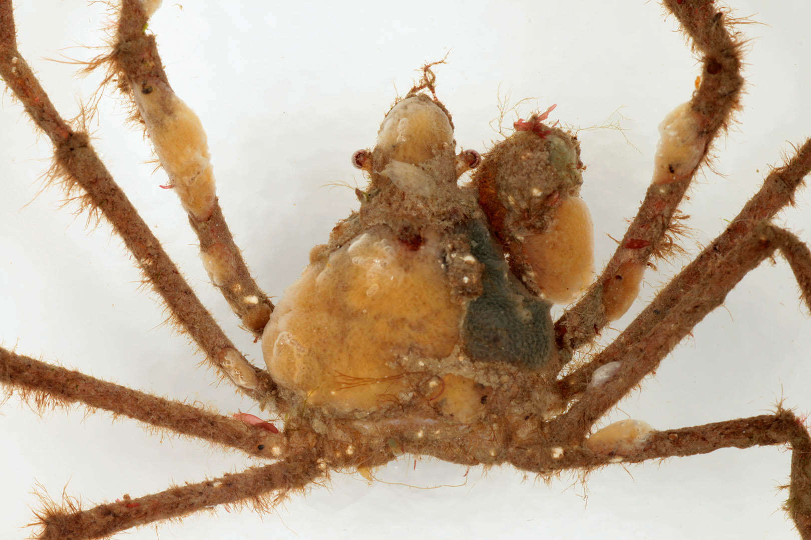 Image of Leach's spider crab