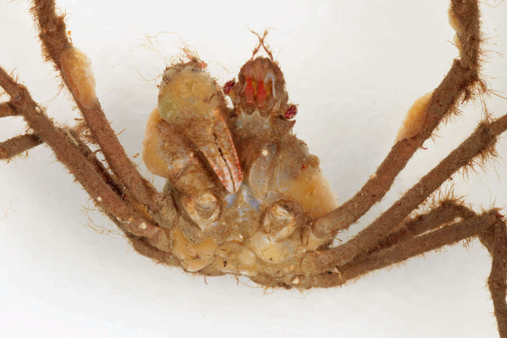 Image of Leach's spider crab