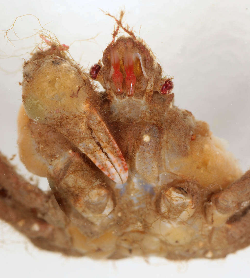 Image of Leach's spider crab