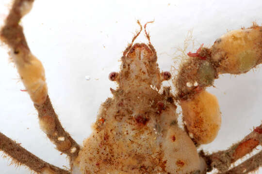 Image of Leach's spider crab