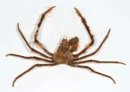 Image of Leach's spider crab