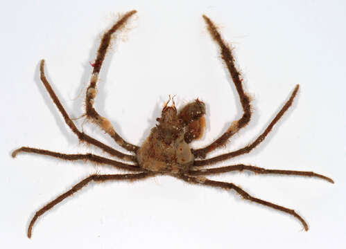 Image of Leach's spider crab