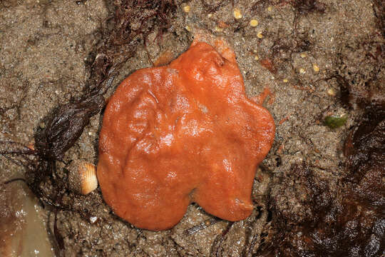 Image of Orange sponge