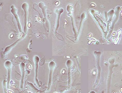 Image de Stropharia pseudocyanea (Desm.) Morgan 1908