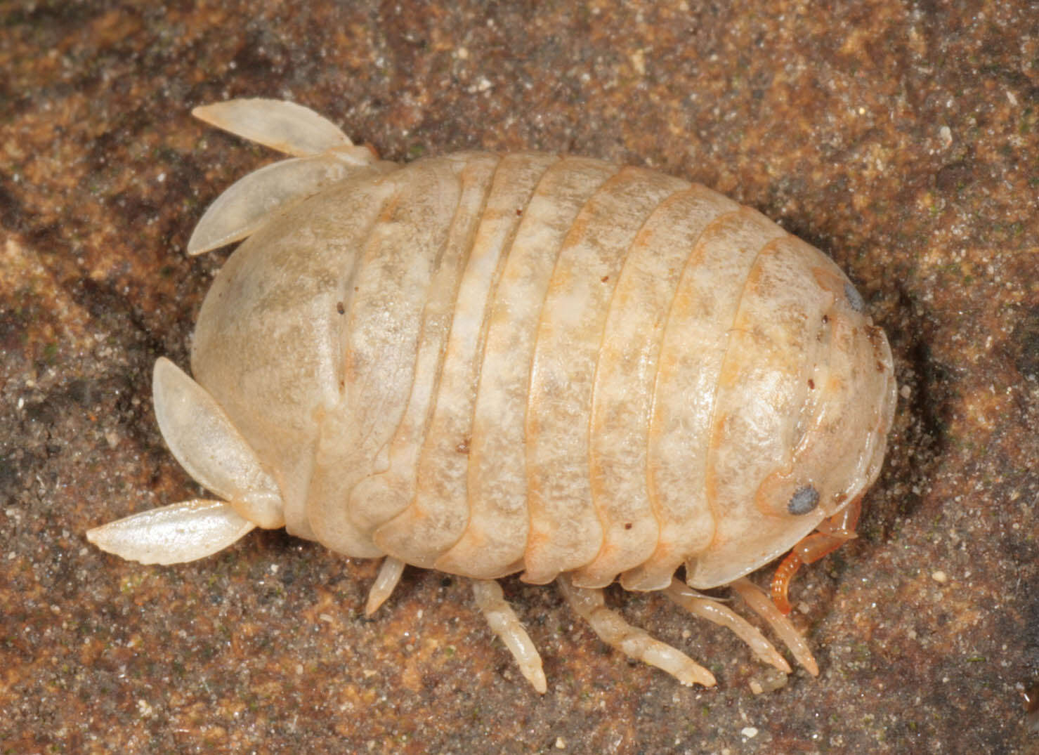 Image of Sphaeroma serratum (J. C. Fabricius 1787)