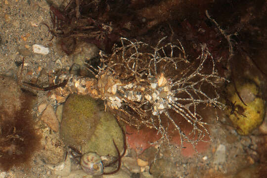 Image of sandmason worm or sand mason worm