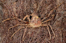 Image of Leach's spider crab