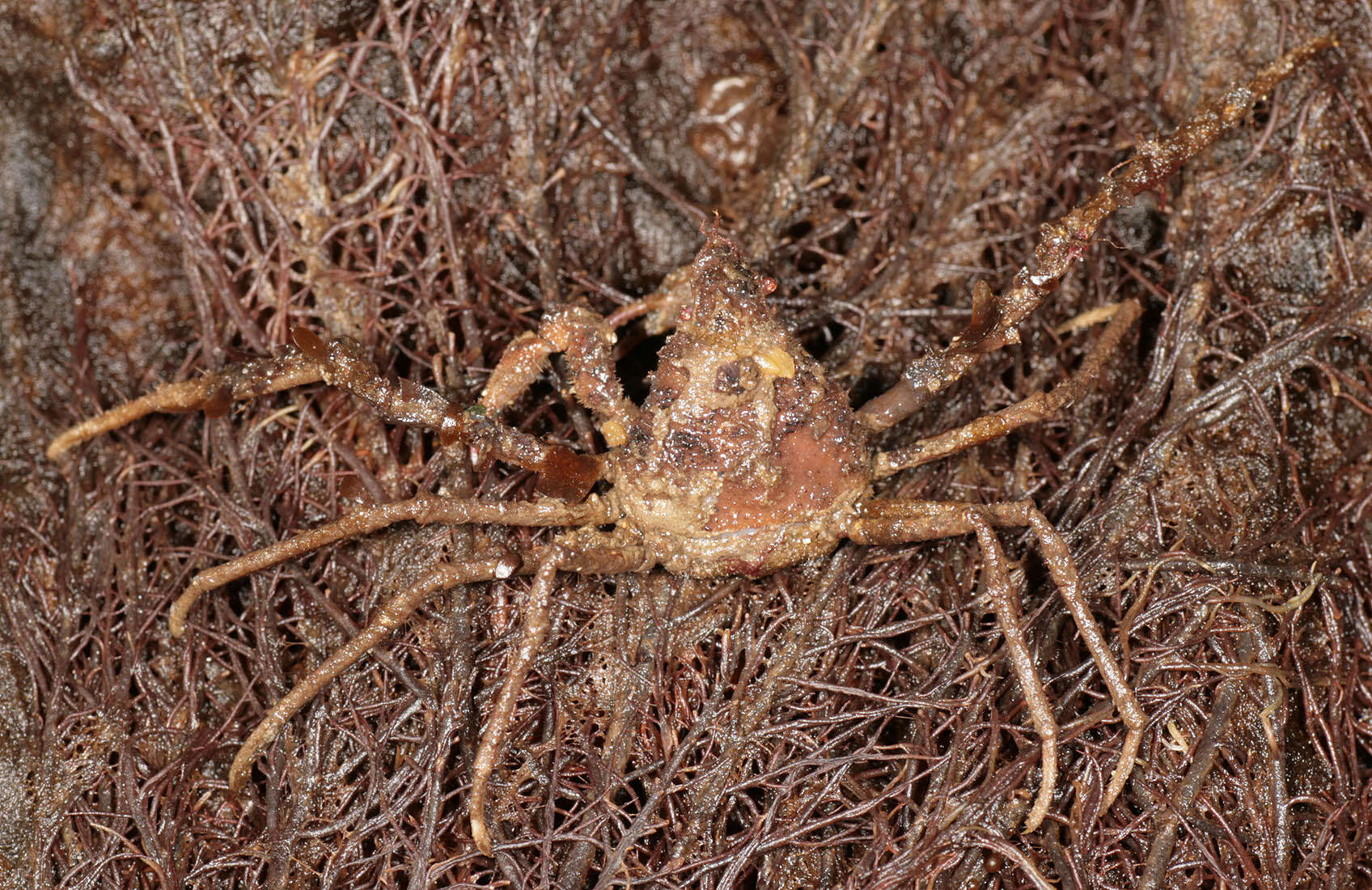 Image of Leach's spider crab