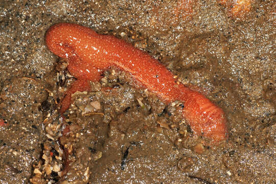 Image of strawberry worm