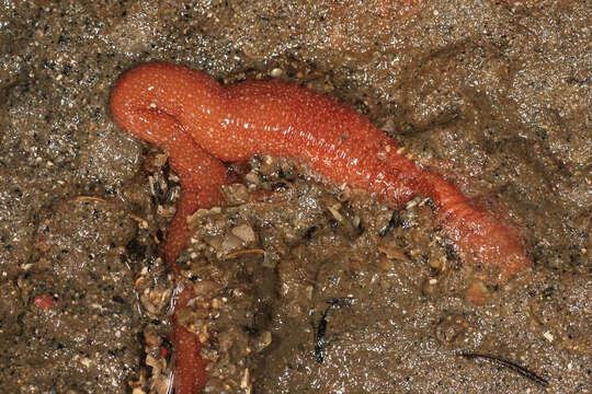 Image of strawberry worm