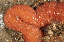 Image of strawberry worm