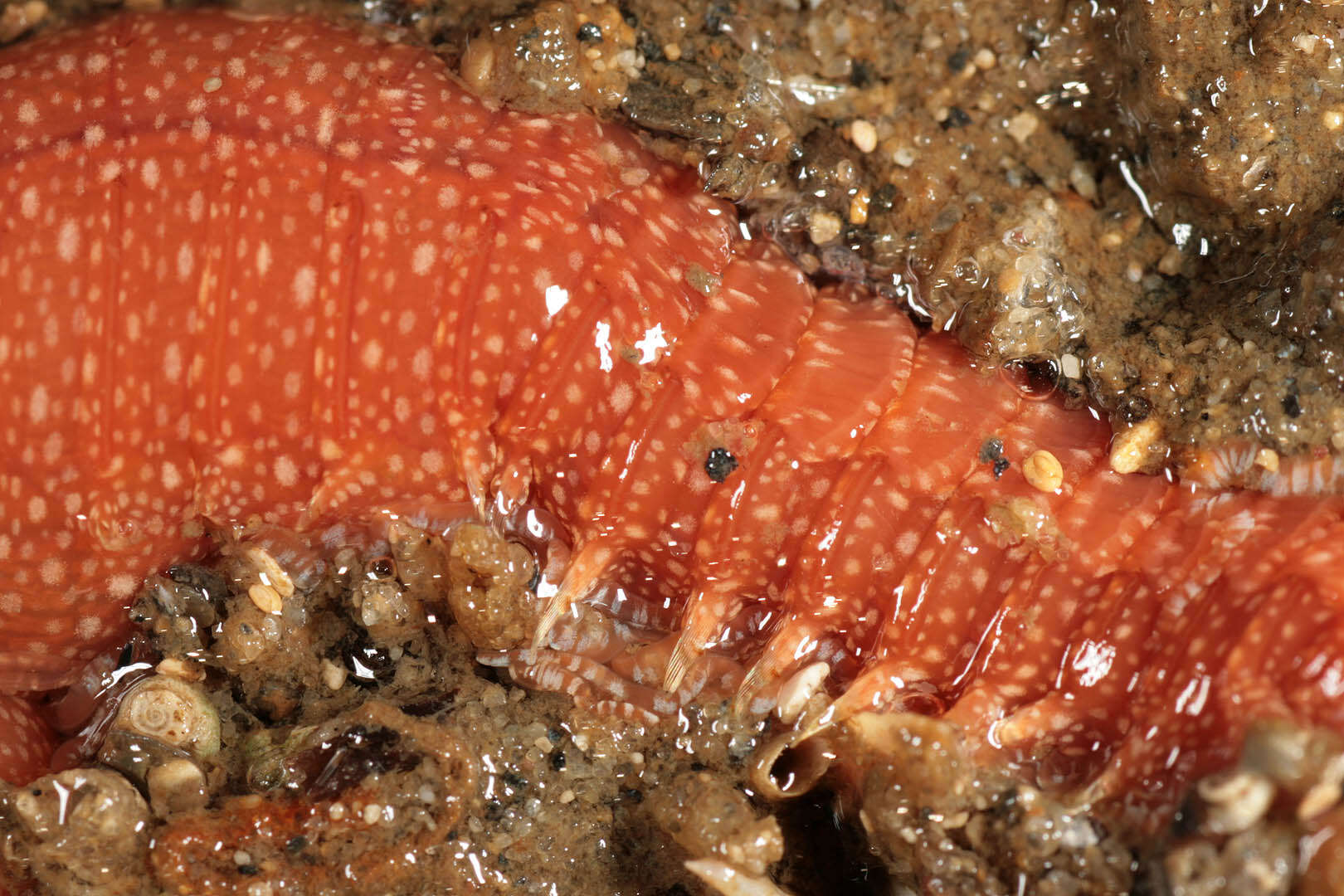 Image of strawberry worm