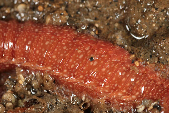 Image of strawberry worm