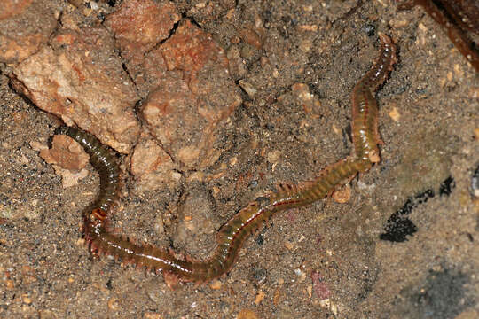 Image of clam worm