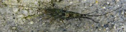 Image of Petrobius brevistylis Carpenter 1913