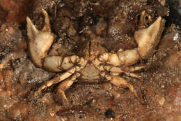 Image of broad-clawed porcelain crab