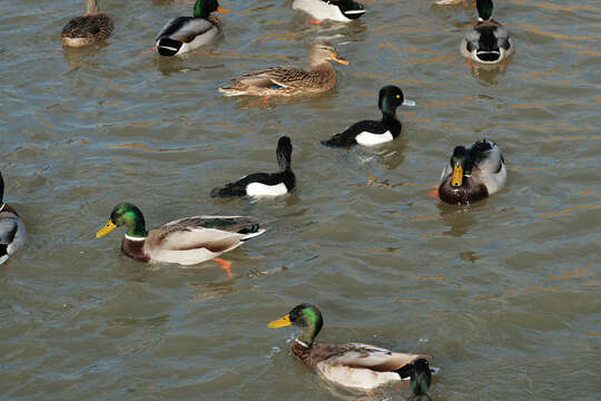 Image of Tufted Duck