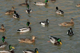 Image of Tufted Duck