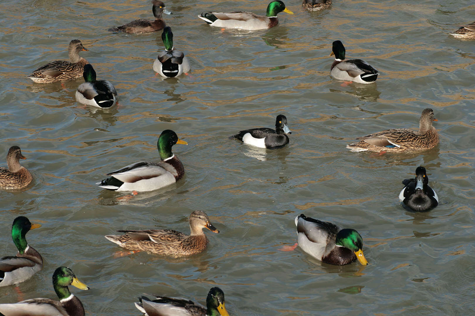 Image of Tufted Duck