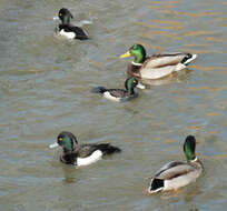 Image of Tufted Duck