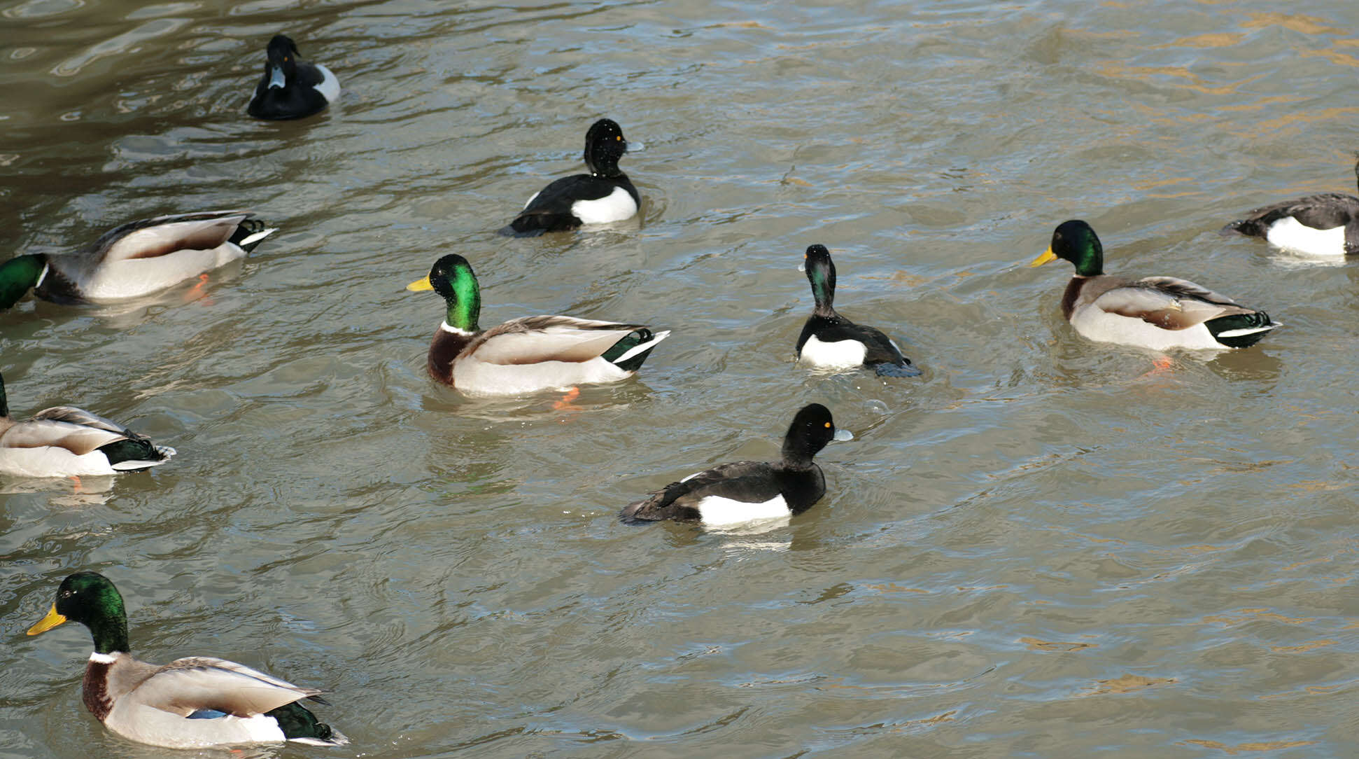 Image of Tufted Duck