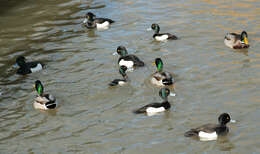 Image of Tufted Duck