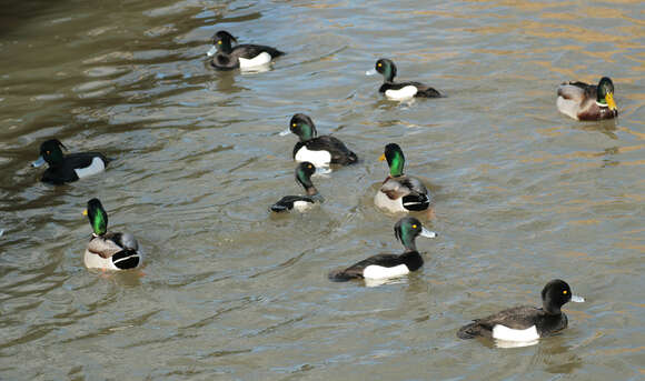 Image of Tufted Duck