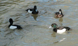 Image of Tufted Duck