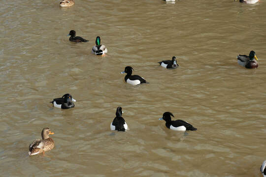 Image of Tufted Duck