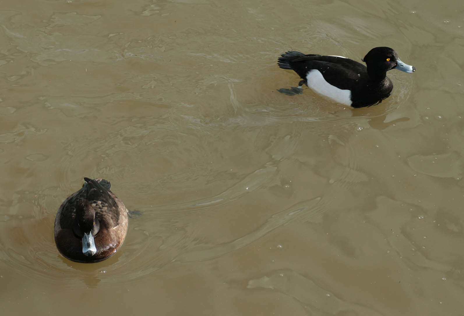 Image of Tufted Duck