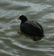 Image de Foulque macroule