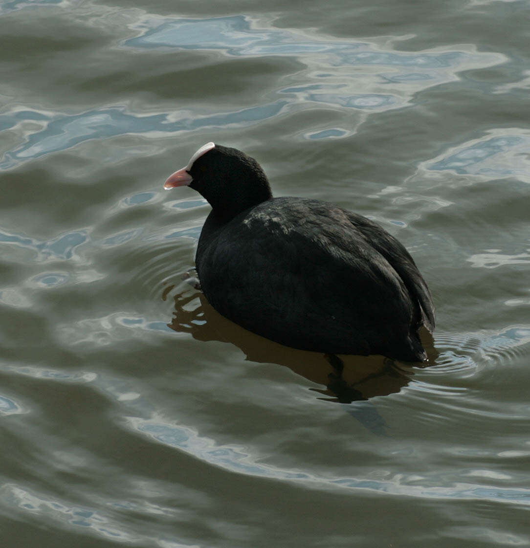 Image of Common Coot