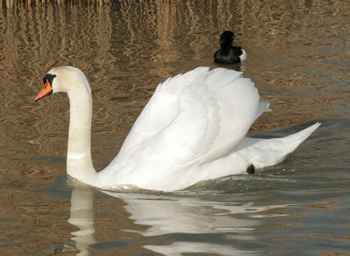 Image of Mute Swan