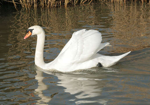 Image of Mute Swan