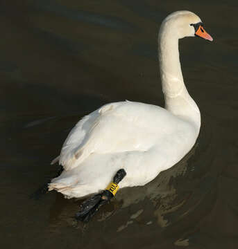 Image of Mute Swan