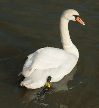 Image of Mute Swan